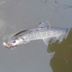 大安トラウトレイク 釣果